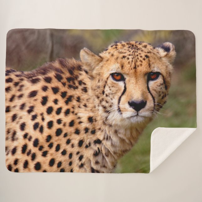 Cobertor Cheetah Sherpa (Frente (Horizontal))
