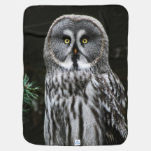 A coruja da Cinza Excelente bbi