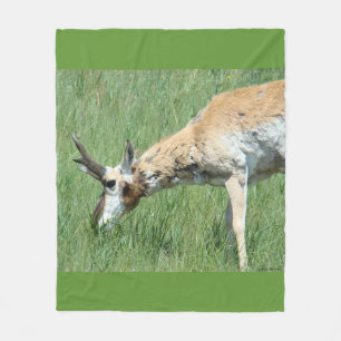 Cobertor De Velo A11 Pronghorn Antelope Buck Grazing