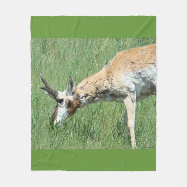 Cobertor De Velo A11 Pronghorn Antelope Buck Grazing (Frente)