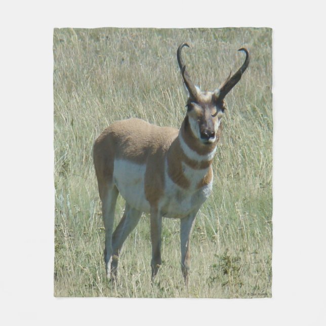 Cobertor De Velo A13 Pronghorn Antelope Buck (Frente)