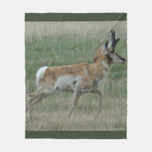 Cobertor De Velo A32 Pronghorn Antelope Buck