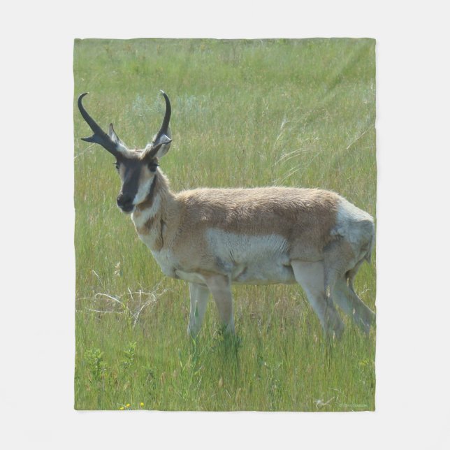 Cobertor De Velo A36 Pronghorn Antelope Buck (Frente)