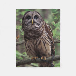 Cobertor De Velo Barred Owl