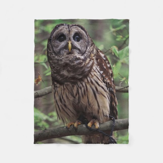 Cobertor De Velo Barred Owl (Frente)