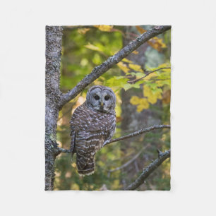 Cobertor De Velo Barred Owl em outono   Alger County, MI