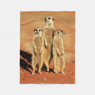 Cobertor De Velo Bebês Mais Pobres   3 Meerkats
