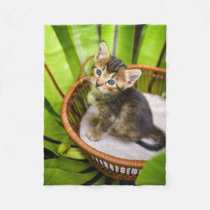 Cobertor De Velo Bebês Mais Pobres   Kitten no cesto