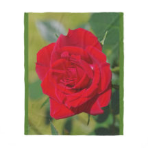 Beleza da rosa vermelha