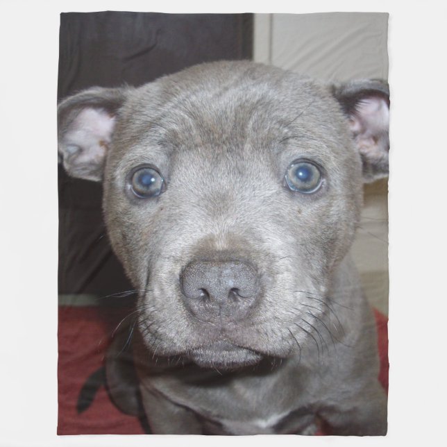Cobertor De Velo Blue Staffordshire Bull Terrier Puppy (Frente)