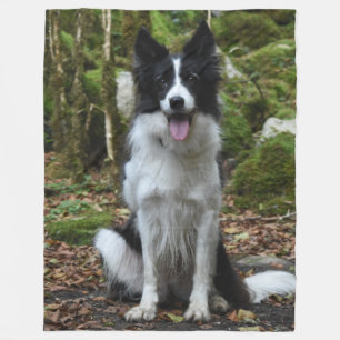 COBERTOR DE VELO BORDER COLLIE