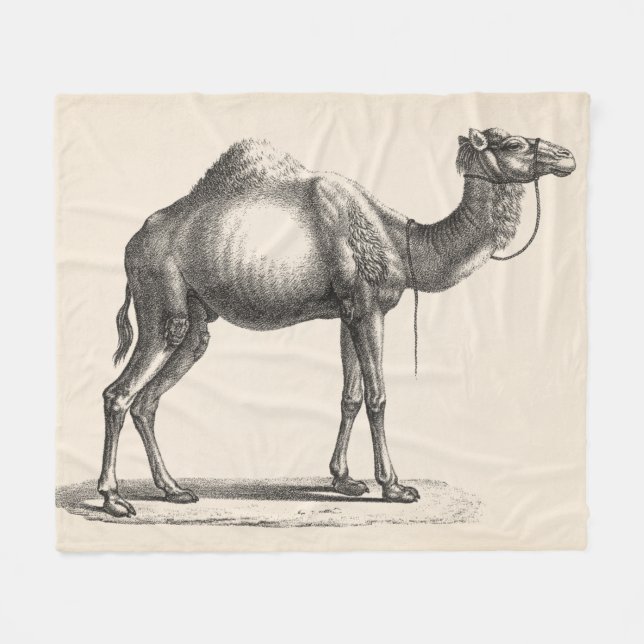 Cobertor De Velo Brodtmann Dromedary Camel Sketch (Frente (Horizontal))