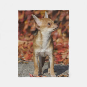 Cobertor De Velo Brown Chihuahua Puppy
