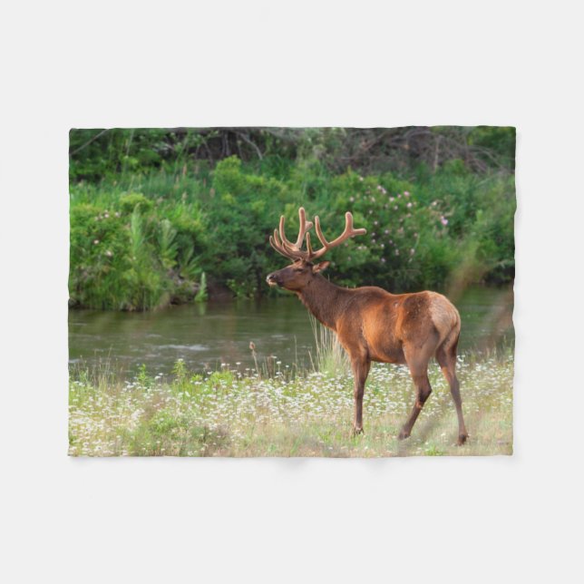 Cobertor De Velo Bull Elk in the National Bison Range, Montana (Frente (Horizontal))