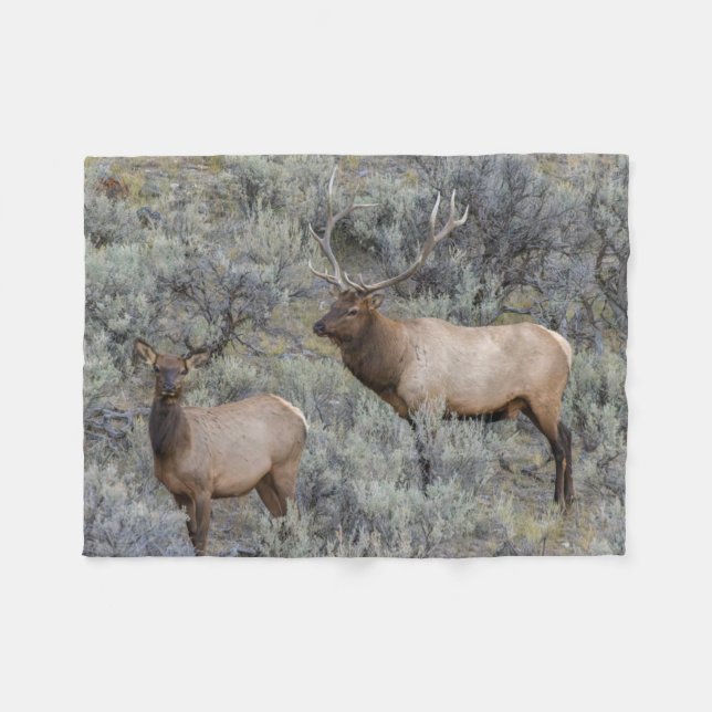 Cobertor De Velo Bull Elk | Parque Nacional Yellowstone, Wyoming (Frente (Horizontal))