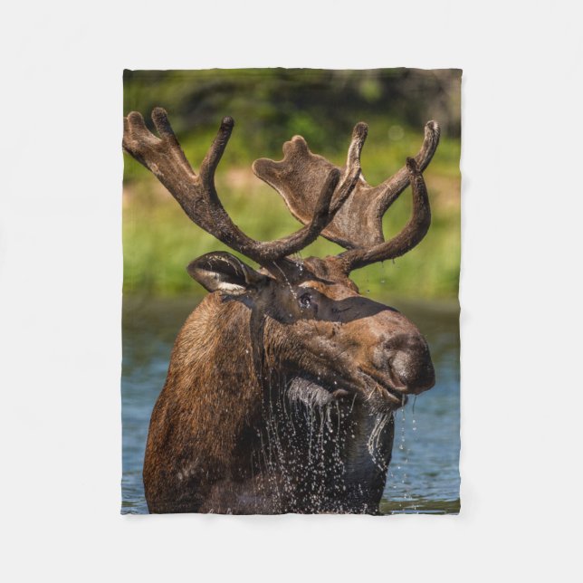 Cobertor De Velo Bull Moose | Glacier National Park Montana (Frente)