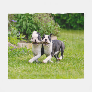 Cobertor De Velo Cachorros bem engraçados de Boston Terrier brincan