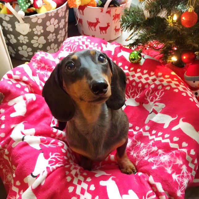 Cobertor De Velo Cachorros de salsicha de Natal Isle Blanket (Dachshund Christmas blanket)