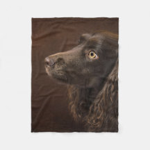 Cão De Cabelo Castanho