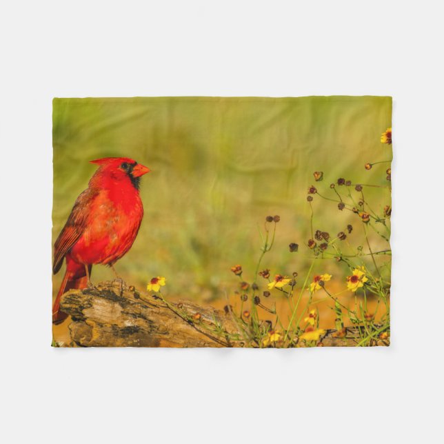 Cobertor De Velo Cardinal macho em tronco (Frente (Horizontal))