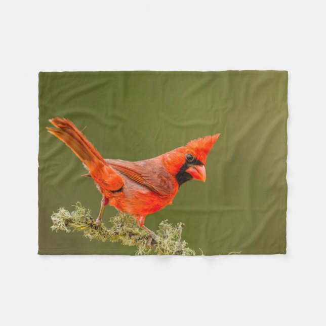 Cobertor De Velo Cardinal macho no galho (Frente (Horizontal))