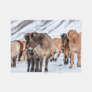 Cobertor De Velo Cavalos islandeses na pastagem de inverno perto de
