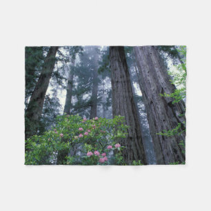 Cobertor De Velo Coast Redwoods and Rhododendrons