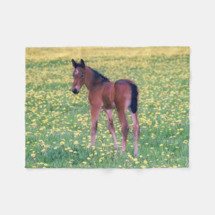 Cobertor De Velo Colt no Campo de Dandelion