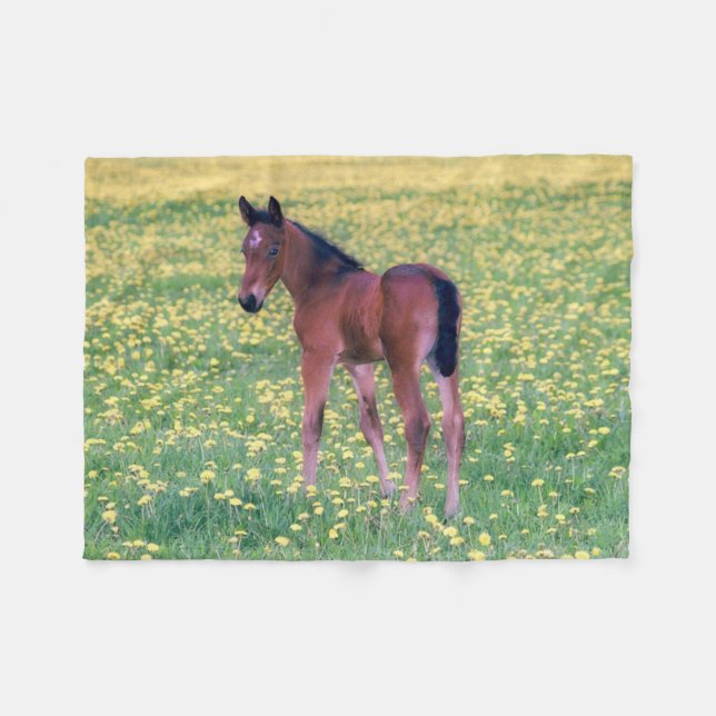 Cobertor De Velo Colt no Campo de Dandelion (Frente (Horizontal))