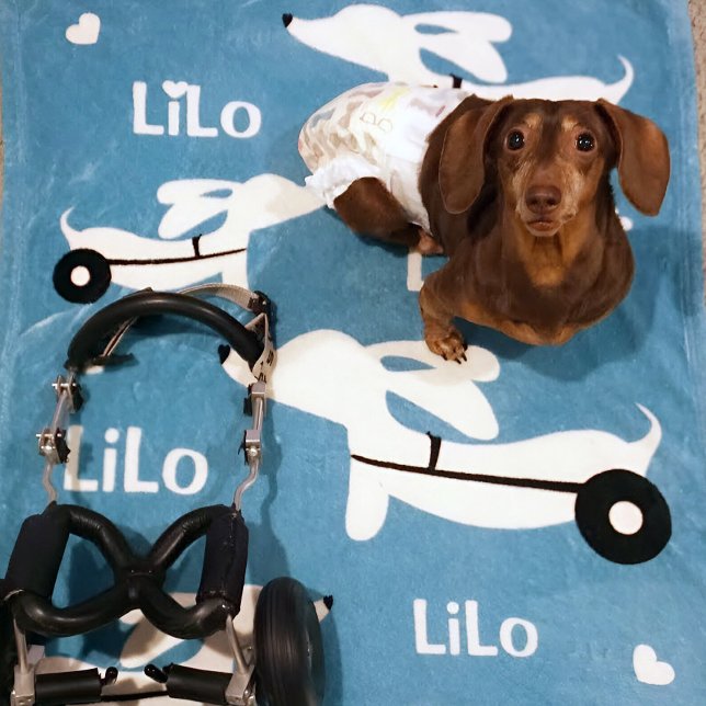 Cobertor De Velo Dachshund IVDD Cadeiras de Rodas (IVDD survivor gift - personalized wiener dog blanket )