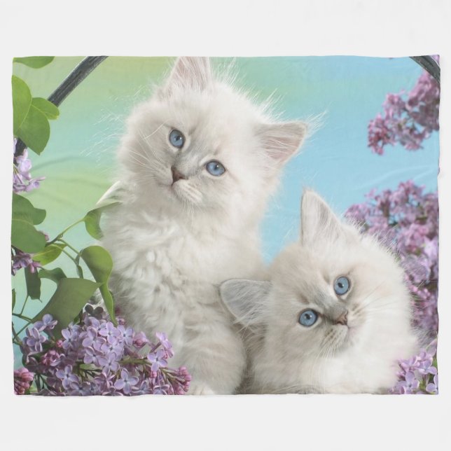 COBERTOR DE VELO DOIS KITTENS BRANCOS (Frente (Horizontal))