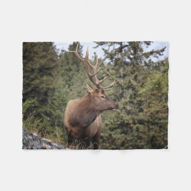 Cobertor De Velo Elk Bull Em Jasper (Frente (Horizontal))