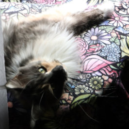 Cobertor De Velo Fairy Garden Gardening Flower Gardens Fairies     