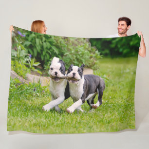 Cobertor De Velo Filhotes engraçados de Boston Terrier brincando -