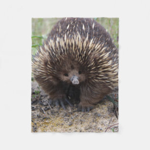 Cobertor De Velo Foto de animal Echidna Cute, australiana