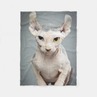 Fotografia do gato da esfinge do duende