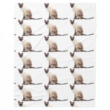 Gatinhos bonitos dos animais do purr do animal de