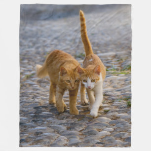 Cobertor De Velo Gatinhos companheiros bonitos caminham pelo mesmo