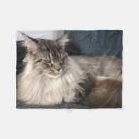 Gato de racum de Maine