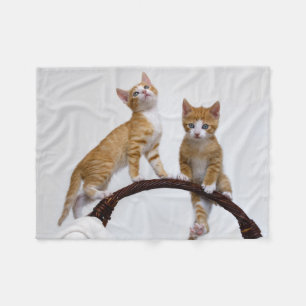 Cobertor De Velo Gatos Bons Gatinhos Engraçados Foto De Gym -