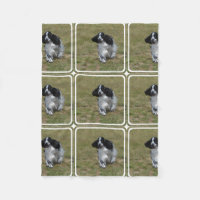 Inglês adorável cocker spaniel