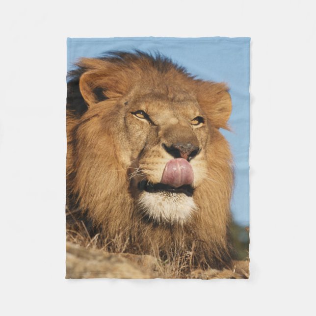 Cobertor De Velo Leão Africano (Panthera Leo), savana Africana (Frente)