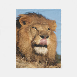 Cobertor De Velo Leão africano (Panthera Leo), savana africano