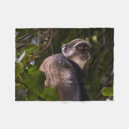 Cobertor De Velo Macaco azul, Zanzibar