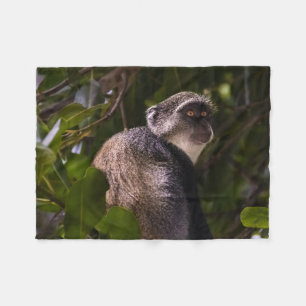 Cobertor De Velo Macaco azul, Zanzibar