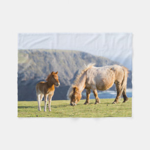 Cobertor De Velo Mare com Foal, Ilhas Shetland, Escócia