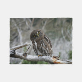 Cobertor De Velo Norte Pygmy Owl