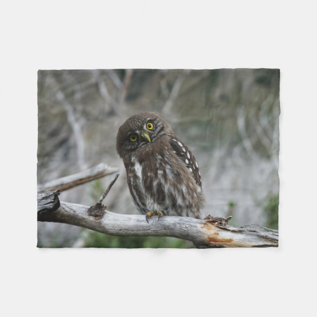 Cobertor De Velo Norte Pygmy Owl (Frente (Horizontal))