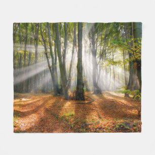 Cobertor De Velo Os raios solares numa floresta de faia nebulosa no