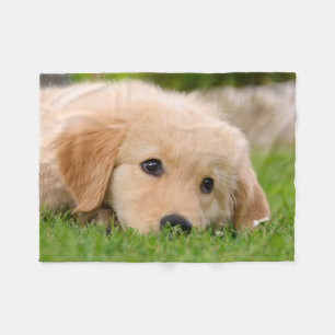 Cobertor De Velo Ouro Retriever Cute Puppy Sonhando, confortável